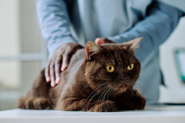 Tierarzt untersucht Hauskatze in der Klinik
