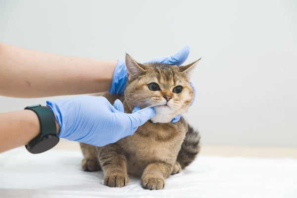 veterinarian takes a swab of the mucosa from the cat's mouth