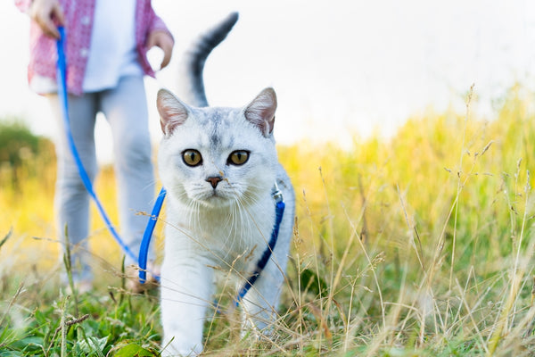 a child walks a white cute pet cat on a leash