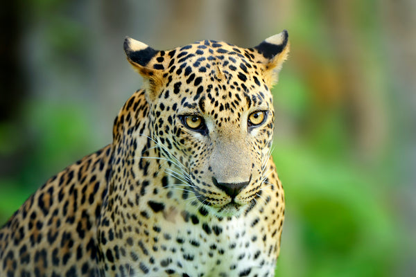 Walking Sri Lankan leopard, Big spotted wild cat.