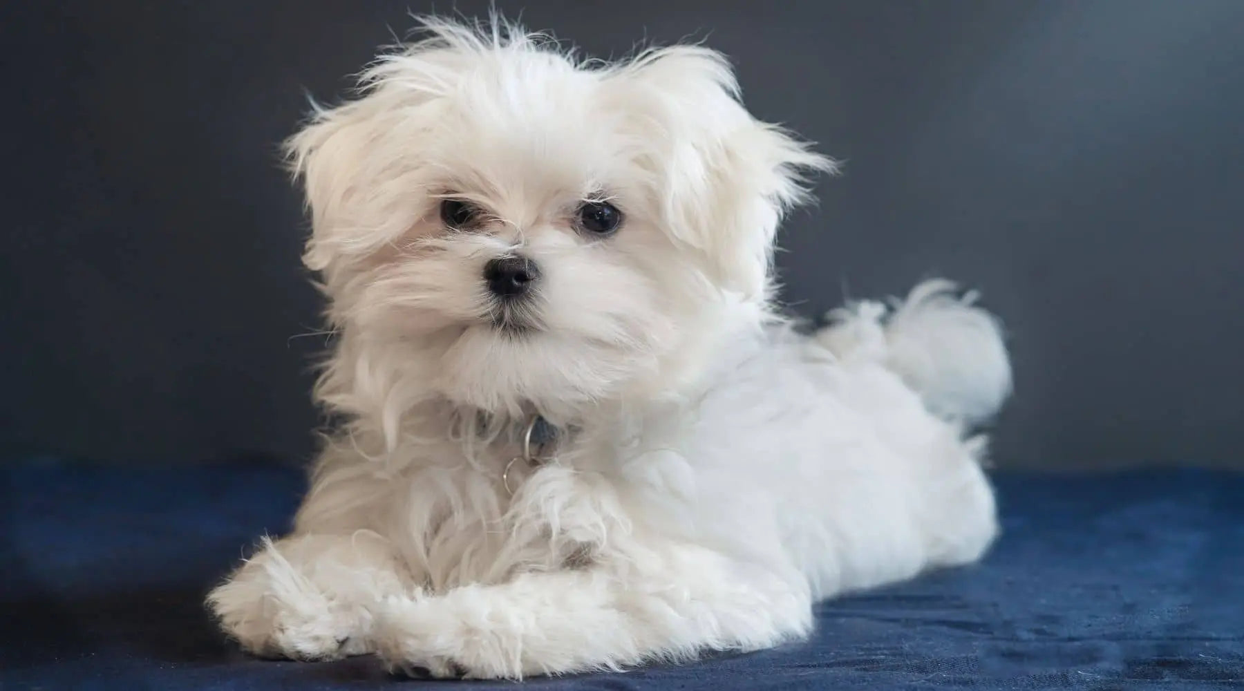 White Color Dog WHITE DOG BREEDS: 28 BEAUTIFUL DOG BREEDS (WITH PICTURES)