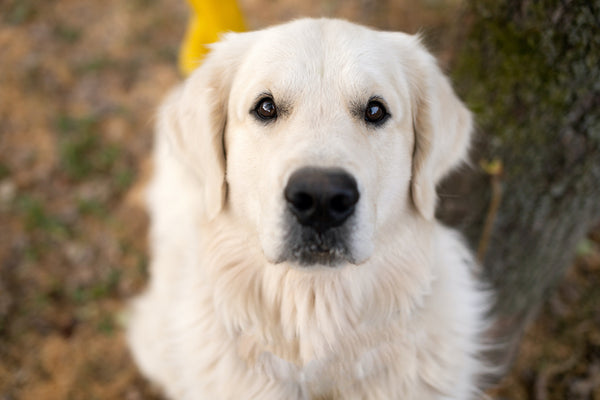 White Labrador golden retriever looks into the camera