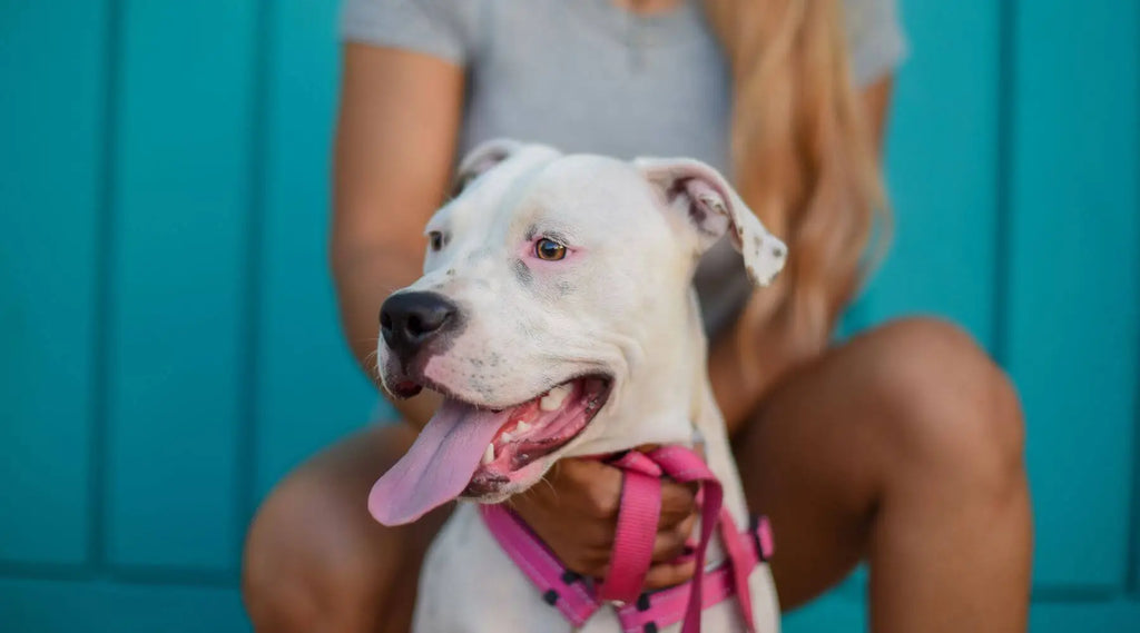 Do 2024 pitbull shed