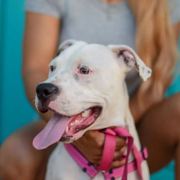 Pitbull white nose 2025