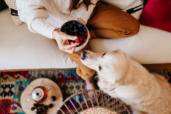 Woman holding bowl of fruits with at home during breakfast and golden retriever dog besides.