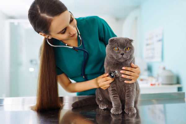 Woman veterinarian examining cat on table in veterinary clinic. 