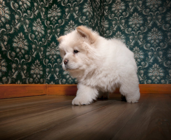 young Chow-chow in a retro room