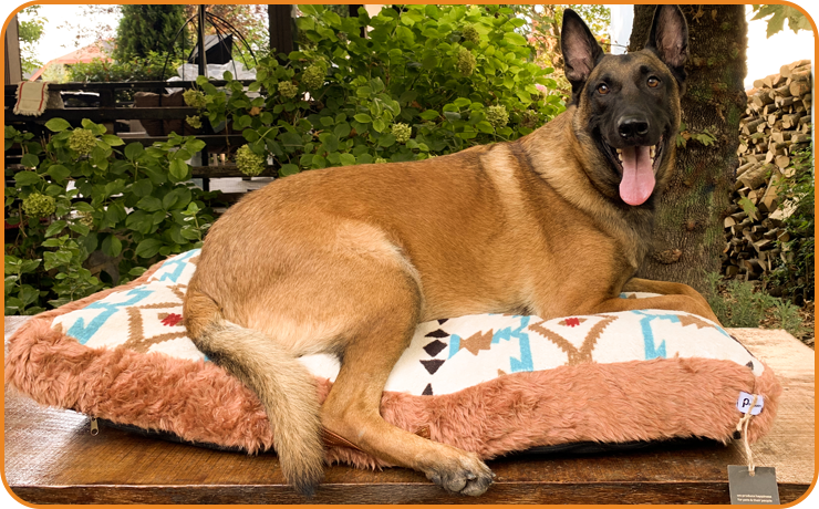 https://petguin.com/cdn/shop/files/orthopedic-dog-bed_370x230@2x.png?v=1662666653