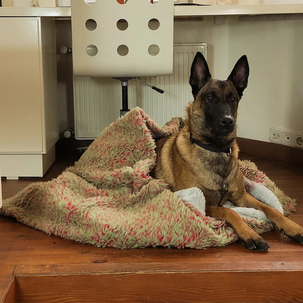The Dorian faux fur dog bed is perfect for your furry friend. It's large, comfy, and made of luxurious faux fur. The dog cave bed is washable and has a removable cover for easy cleaning.
